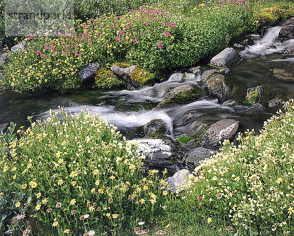 Blühende Blumen entlang eines fließenden Baches  Mount Hood National Forest  Oregon  USA; Oregon  Vereinigte Staaten von Amerika