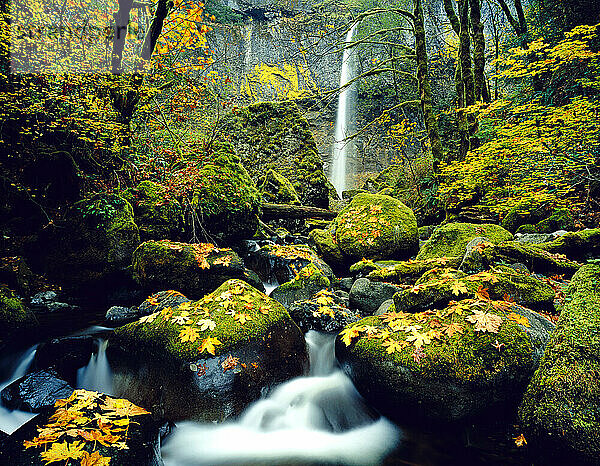 Wasserfall und Kaskaden über moosbewachsenen Felsen im Herbst  Mount Hood National Forest; Oregon  Vereinigte Staaten von Amerika