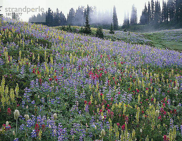 Eine Vielzahl bunter Wildblumen blüht auf einer Hangwiese am Mount Rainier  Mount Rainier National Park; Washington  Vereinigte Staaten von Amerika