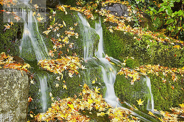 Wasser  das über eine moosbewachsene Landschaft mit herbstlich gefärbten  gefallenen Blättern im Crystal Springs Rhododendron Garden fließt; Portland  Oregon  Vereinigte Staaten von Amerika