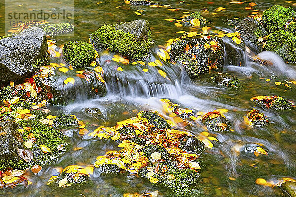 Ein sanfter Bach  der durch den Crystal Springs Rhododendron Garden fließt  mit herbstlich gefärbtem Laub  das im Wasser schwimmt; Portland  Oregon  Vereinigte Staaten von Amerika