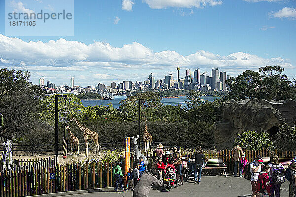 Der Taronga Zoo mit der Skyline von Sydney im Hintergrund; Sydney  New South Wales  Australien