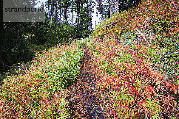 Herbstfarben im Mount Hood National Forest; Oregon  Vereinigte Staaten von Amerika