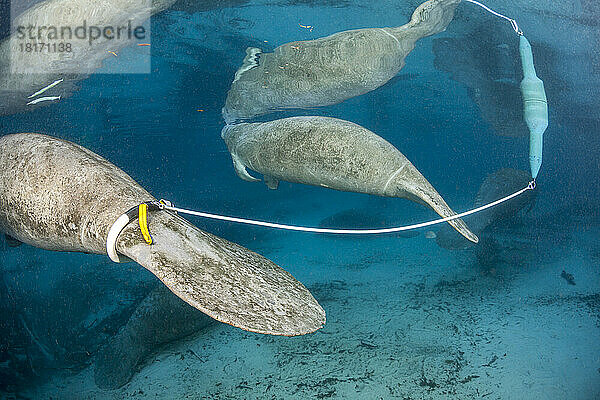 Der grüne Schwimmsender sendet ein Signal  um diese gefährdeten Florida-Seekühe (Trichechus manatus latirostris) an der Three Sisters Spring in Crystal River  Florida  zu verfolgen. Die Florida-Seekuh ist eine Unterart der Westindischen Seekuh; Florida  Vereinigte Staaten von Amerika