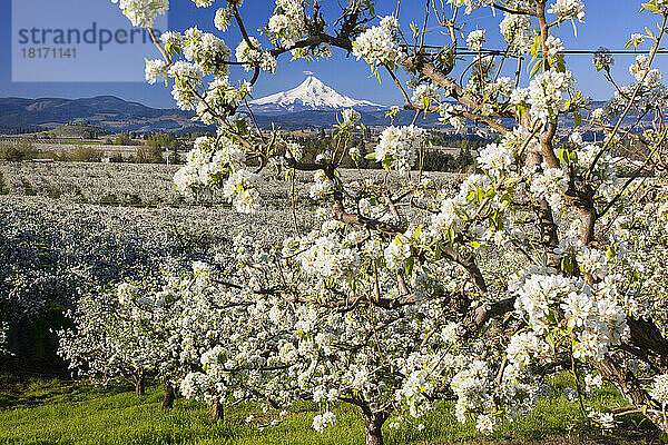 Blühende Apfelbäume in einem Obstgarten im Vordergrund mit dem schneebedeckten Mount Hood in der Ferne vor einem blauen Himmel; Oregon  Vereinigte Staaten von Amerika