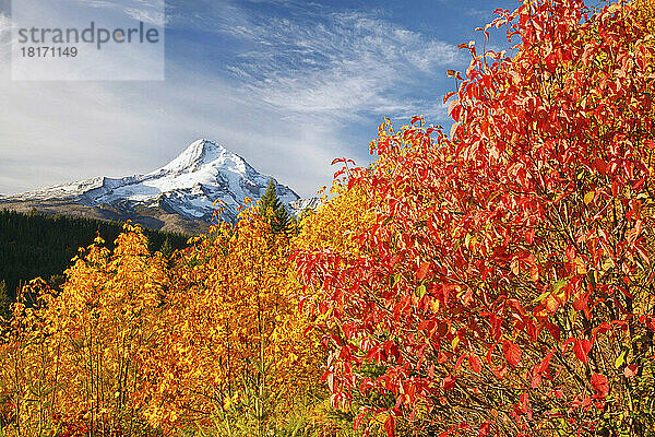 Schneebedeckter Mount Hood und herbstlich gefärbte Bäume im Vordergrund im Hood River Valley  Mount Hood National Forest; Oregon  Vereinigte Staaten von Amerika