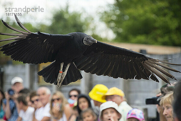 Eine Menschenmenge beobachtet einen Mönchsgeier (Coragyps atratus) beim Überflug im Le Parc des Oiseaux  einem Vogelpark in der Stadt Villars Les Dombes  Frankreich; Villars les Dombes  Frankreich