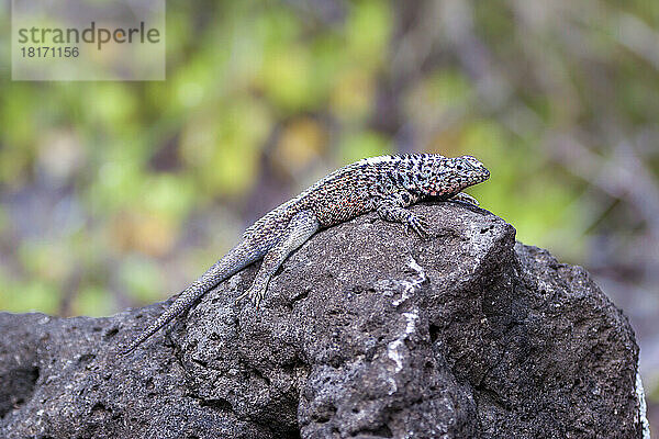 Die Galapagos-Lavaeidechse (Microlophus albemarlensis) ist eine Art  die nur auf den Galapagosinseln in Ecuador vorkommt; Galapagosinseln  Ecuador