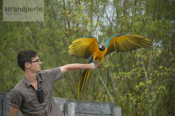 Ein Blau-Gelb-Ara (Ara Ararauna) sitzt auf der Hand eines Mitarbeiters im Le Parc des Oiseaux  einem Vogelpark in der Stadt Villars Les Dombes  Frankreich; Villars les Dombes  Frankreich