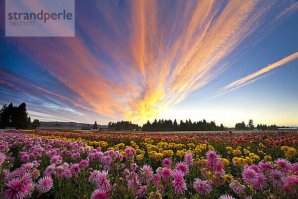 Schöner Sonnenaufgang über Dahlienfeldern; Canby  Oregon  Vereinigte Staaten von Amerika