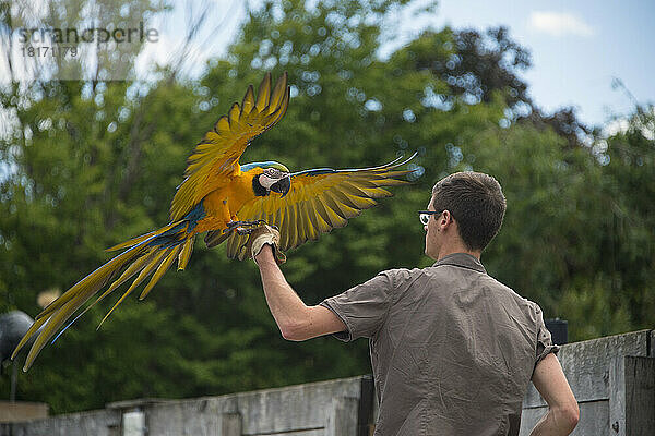 Ein Blau-Gelb-Ara (Ara Ararauna) sitzt auf der Hand eines Mitarbeiters im Le Parc des Oiseaux  einem Vogelpark in der Stadt Villars Les Dombes  Frankreich; Villars les Dombes  Frankreich