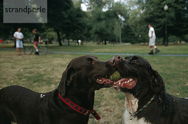 Zwei Hunde spielen zusammen und teilen sich einen Tennisball  Boston Common; Boston  Massachusetts  Vereinigte Staaten von Amerika