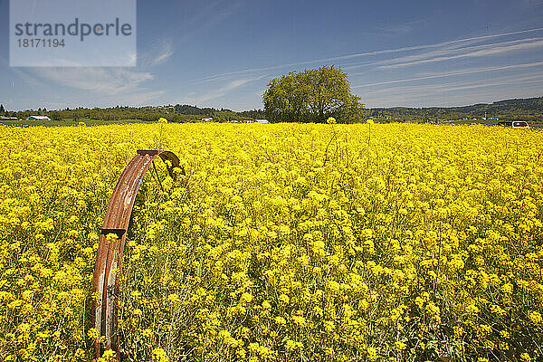 Im Frühling blühendes Senffeld mit leuchtend gelben Blüten und einem alten landwirtschaftlichen Gerät  das inmitten der Blumen auf dem Feld steht  Willamette Valley; Oregon  Vereinigte Staaten von Amerika