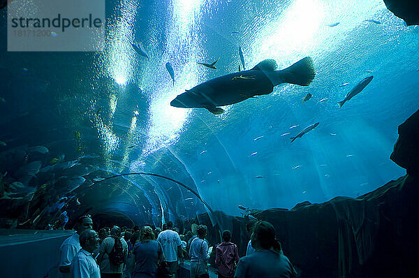 Menschen erkunden das Georgia Aquarium; Atlanta  Georgia  Vereinigte Staaten von Amerika