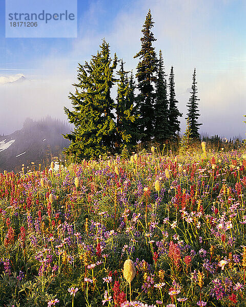 Immergrüne und blühende Wildblumen im Mount Rainier National Park  Washington State  USA; Washington  Vereinigte Staaten von Amerika