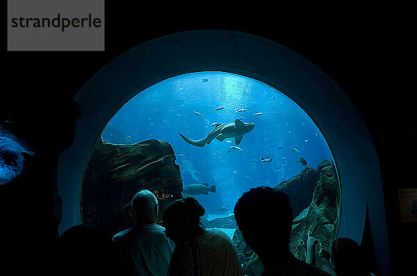 Menschen erkunden das Georgia Aquarium; Atlanta  Georgia  Vereinigte Staaten von Amerika