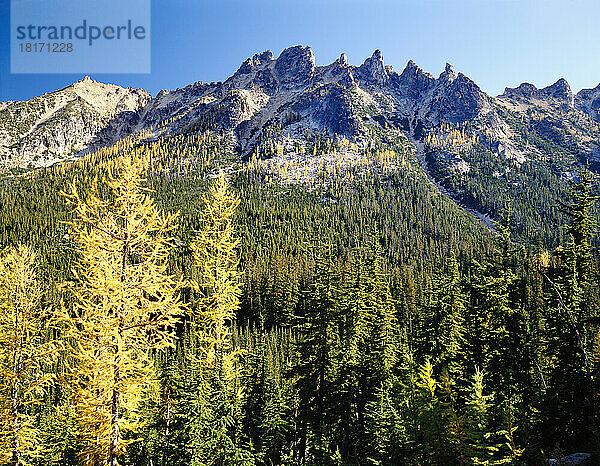 Bäume  die den North Cascades National Park im Herbst bedecken  Washington  USA; Washington  Vereinigte Staaten von Amerika