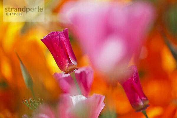 Nahaufnahme von blühenden Wildblumen in Rosa und Orange in der Columbia River Gorge National Scenic Area; Oregon  Vereinigte Staaten von Amerika