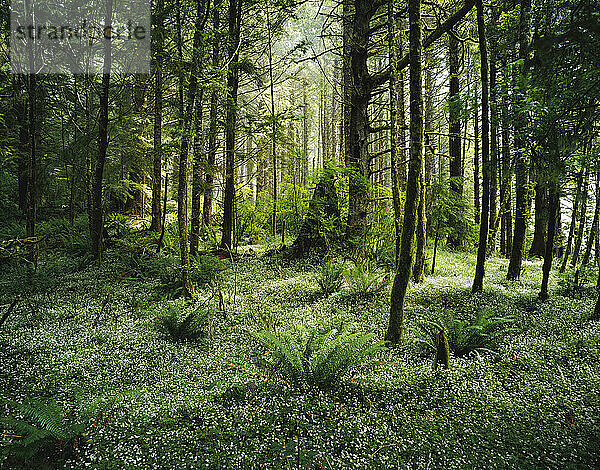 Ruhiger und üppiger Wald mit Bäumen  Farnen und Wildblumen; Oregon  Vereinigte Staaten von Amerika