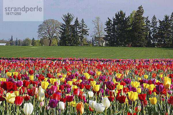 Felder mit farbenprächtigen Tulpen auf der Wooden Shoe Tulip Farm; Woodburn  Oregon  Vereinigte Staaten von Amerika