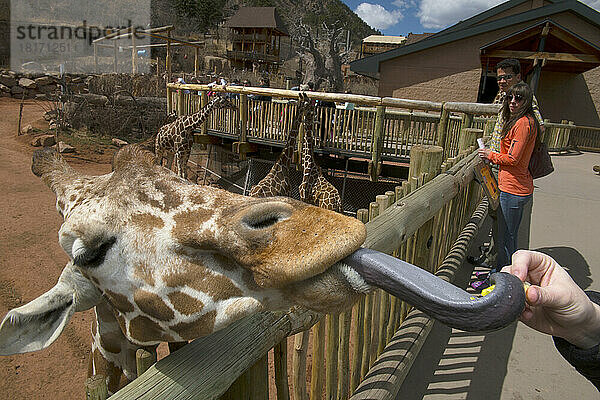 Besucher füttert eine Netzgiraffe (Giraffa camelopardalis reticulata) im Cheyenne Mountain Zoo  der die größte in Gefangenschaft gehaltene Giraffenherde in Nordamerika beherbergt; Colorado Springs  Colorado  Vereinigte Staaten von Amerika