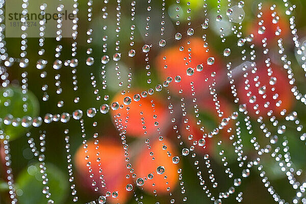 Detailaufnahme von Tautropfen in einer Reihe auf einem Spinnennetz mit einer Herbstfarbe im Hintergrund; Oregon  Vereinigte Staaten von Amerika