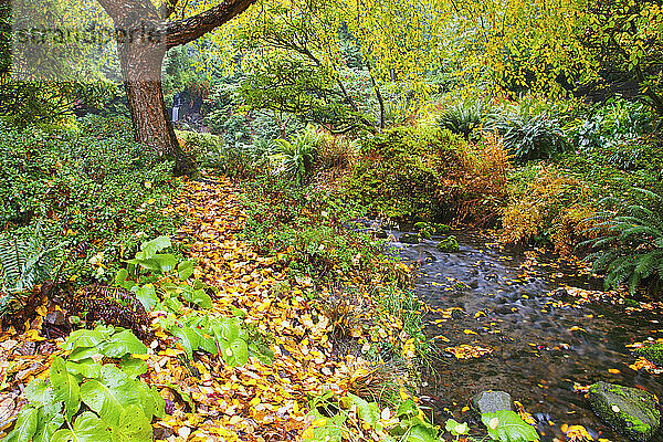 Ein sanfter Bach  der durch den Crystal Springs Rhododendron Garden fließt  mit herbstlich gefärbtem Laub an den Bäumen und im Wasser treibendem Laub; Portland  Oregon  Vereinigte Staaten von Amerika