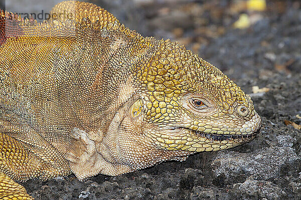 Kopf eines endemischen Galapagos-Landleguans (Conolophus subcristatus); Santa Cruz Island  Galapagos  Ecuador