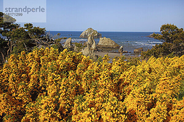 Wildblumen und Felsformationen entlang der Küste im Bandon State Park; Bandon  Oregon  Vereinigte Staaten von Amerika