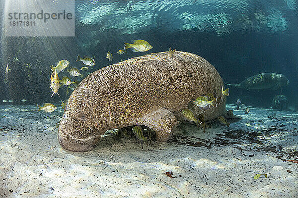 Gefährdete Florida-Seekuh (Trichechus manatus latirostris) an der Three Sisters Spring in Crystal River  Florida  USA. Die Florida-Seekuh ist eine Unterart der Westindischen Seekuh; Florida  Vereinigte Staaten von Amerika