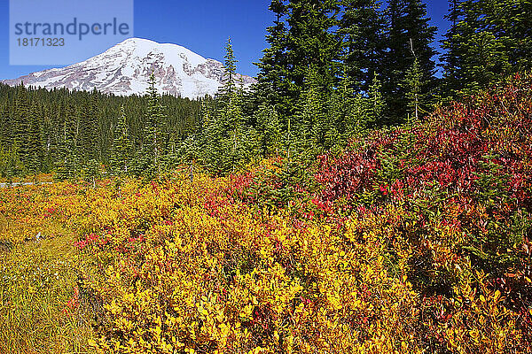 Herbstfarben und ein Blick auf den Mount Rainier im Mount Rainier National Park; Washington  Vereinigte Staaten von Amerika