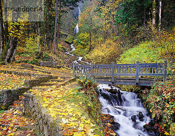 Holzbrücke entlang der Wahkeena Falls im Herbst im Mount Hood National Forest; Oregon  Vereinigte Staaten von Amerika