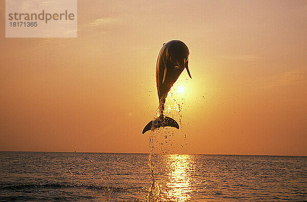 Delfinbrut im karibischen Meer bei Sonnenuntergang; Roatan  Honduras