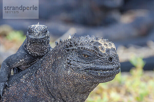 Paar Meeresleguane (Amblyrhynchus cristatus) (endemisch)  die sich in der Sonne sonnen; Galapagos-Inseln  Ecuador