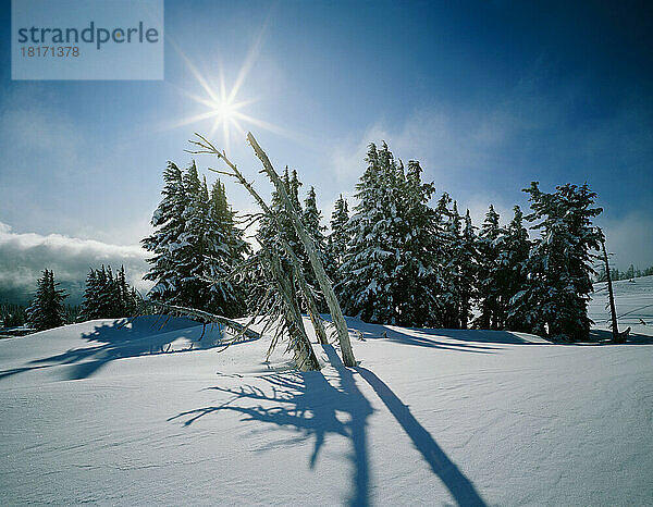 Sonne auf schneebedeckten Bäumen am Mount Hood  Mount Hood National Forest; Oregon  Vereinigte Staaten von Amerika