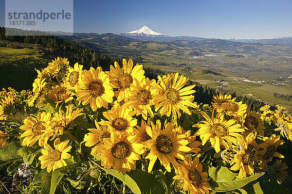 Blühende Wildblumen verschönern das Hood River Valley und den Mount Hood  Columbia River Gorge National Scenic Aea; Oregon  Vereinigte Staaten von Amerika