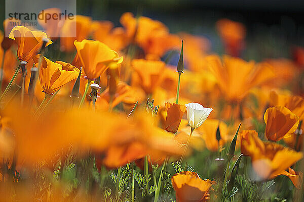 Nahaufnahme von blühenden Wildblumen in Weiß und Orange in der Columbia River Gorge National Scenic Area; Oregon  Vereinigte Staaten von Amerika