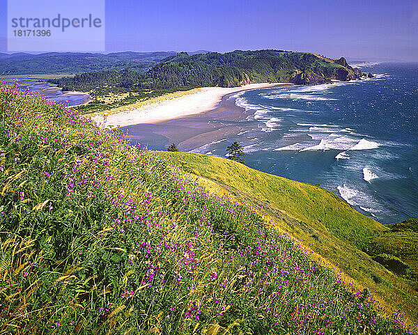 Weißer Sandstrand an der Küste von Oregon mit Wildblumen auf einem Hügel im Vordergrund; Oregon  Vereinigte Staaten von Amerika