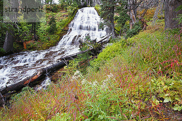 Herbstfarben an den Umbrella Falls im Mount Hood National Forest  Oregon  USA; Oregon  Vereinigte Staaten von Amerika