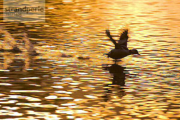 Stockente (Aix sponsa)  die bei Sonnenuntergang auf einem Teich landet  wobei sich das goldene Sonnenlicht auf der Oberfläche spiegelt; Portland  Oregon  Vereinigte Staaten von Amerika