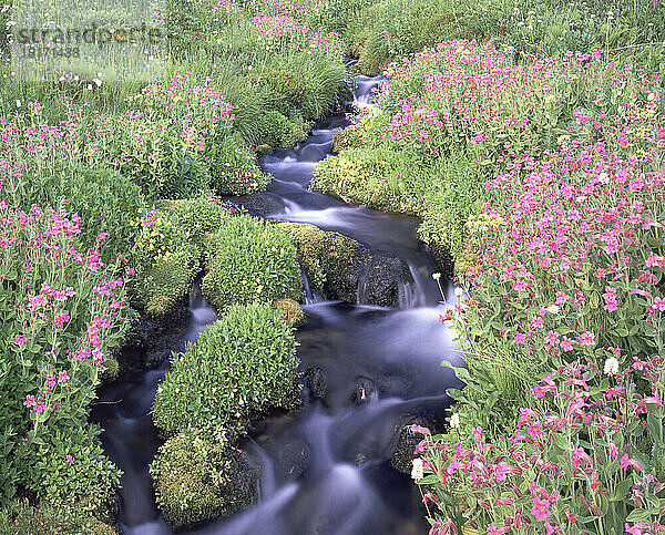 Blühende Blumen entlang eines fließenden Baches im Paradise Park  Mount Rainier National Park  Washington  USA; Washington  Vereinigte Staaten von Amerika