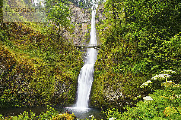 Multnomah Falls in der Columbia River Gorge National Scenic Area; Oregon  Vereinigte Staaten von Amerika