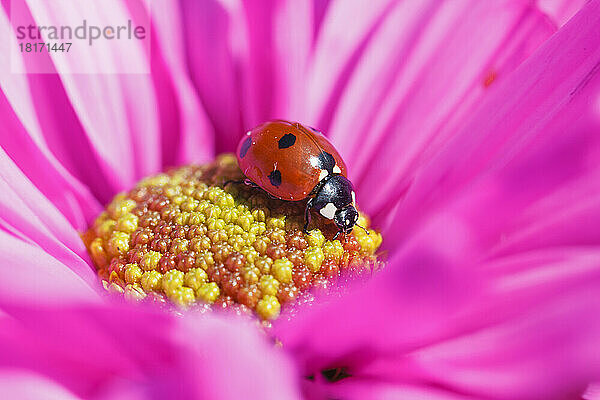 Nahaufnahme eines Marienkäfers  der in der Mitte einer rosa Blüte krabbelt; Oregon  Vereinigte Staaten von Amerika