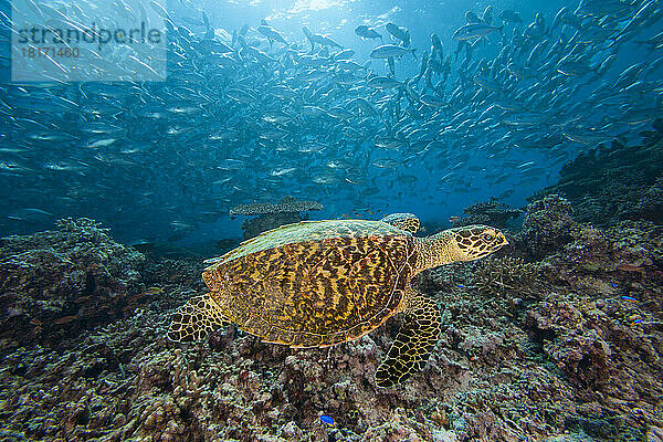 Echte Karettschildkröte (Eretmochelys imbricata) und schwimmende Großaugenmakrelen (Caranx sexfasciatus); Sipadan Island  Malaysia