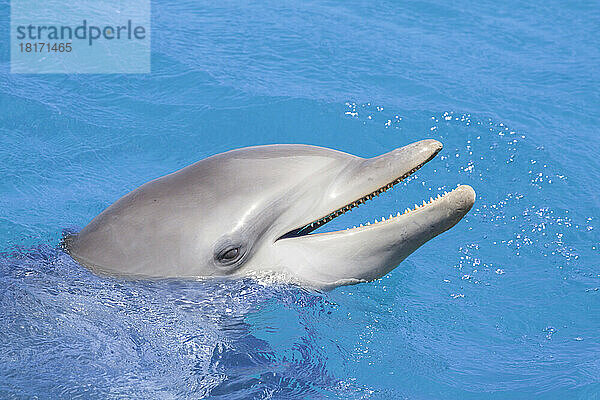 Großer Tümmler (Tursiops truncatus) Porträt; Curaçao  Niederländische Antillen