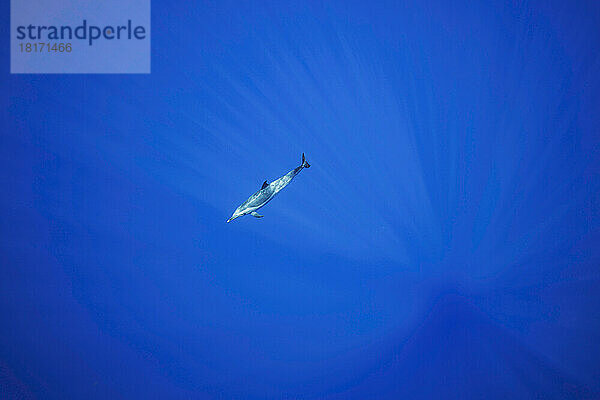 Pantropischer Fleckendelfin (Stenella attenuata) schwimmt alleine durch den offenen Ozean mehrere Meilen vor der Big Island of Hawaii  Pazifischer Ozean; Hawaii  Vereinigte Staaten von Amerika