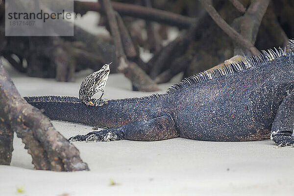 Dieses Buchfinkenweibchen pickt tote Haut/Parasiten von einem Galapagos-Meeresleguan (Amblyrhynchus cristatus); Santa Cruz Island  Galapagos  Ecuador