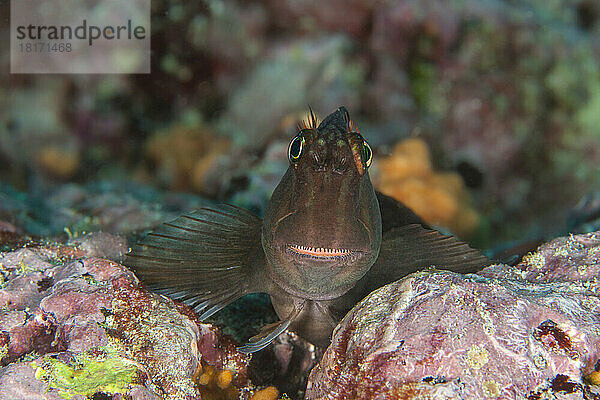 Großband-Schleimfisch (Ophiblennius steindachneri) kann in der Nähe von Rissen und Löchern im Riff um die Galapagos-Inseln gefunden werden; Galapagos-Archipel  Ecuador