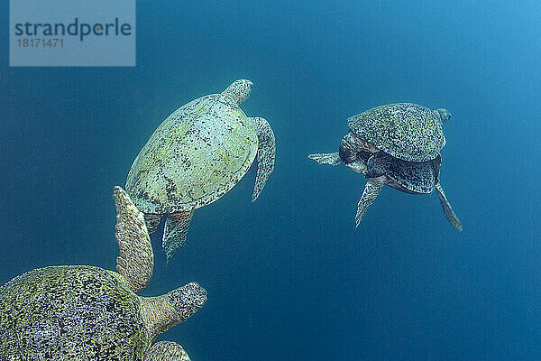 Das Männchen der Grünen Meeresschildkröte (Chelonia mydas)  das sich mit dem Weibchen paart  hat alle Hände voll zu tun. Die beiden verfolgenden Männchen beißen in seine Flossen  um ihn dazu zu bringen  seine Position aufzugeben; Sipidan Island  Malaysia