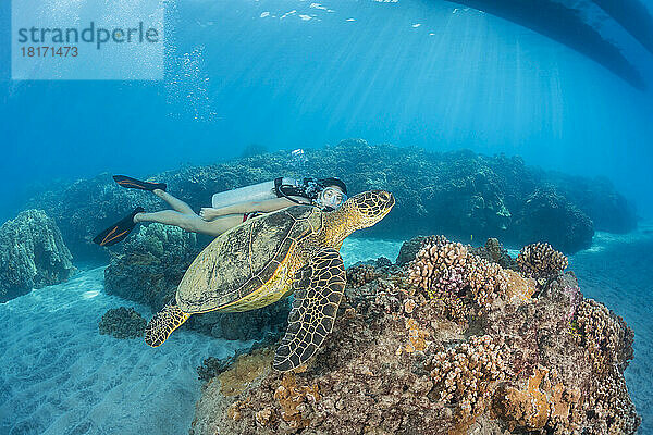 Taucher mit einer bedrohten Art  der Grünen Meeresschildkröte (Chelonia mydas); Hawaii  Vereinigte Staaten von Amerika